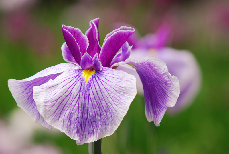 花菖蒲