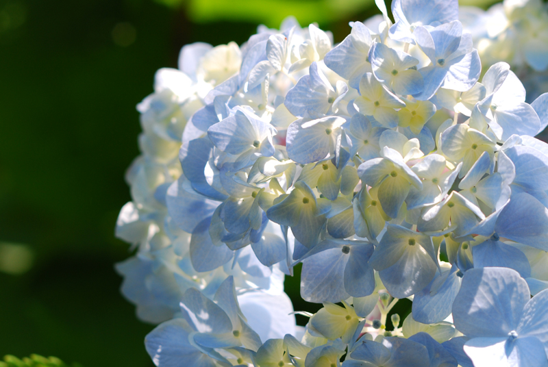 紫陽花