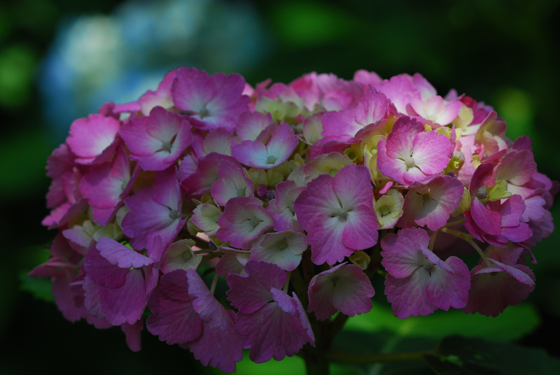 紫陽花