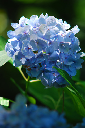 紫陽花