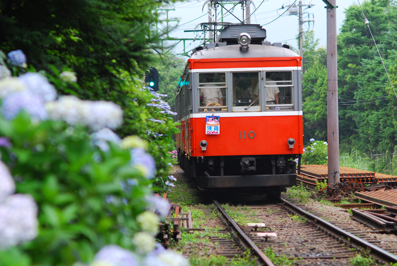 紫陽花電車