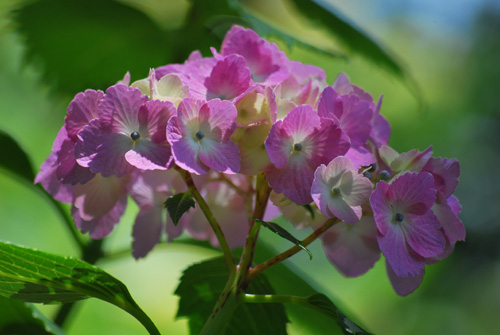 紫陽花