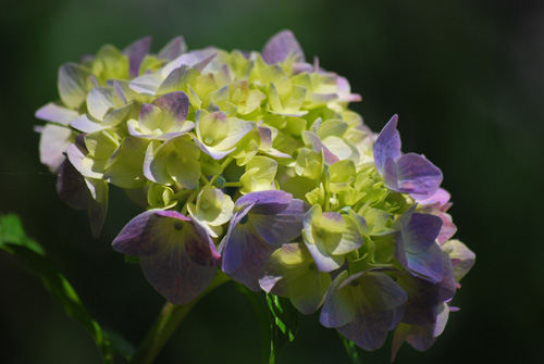 紫陽花