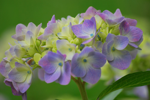 紫陽花