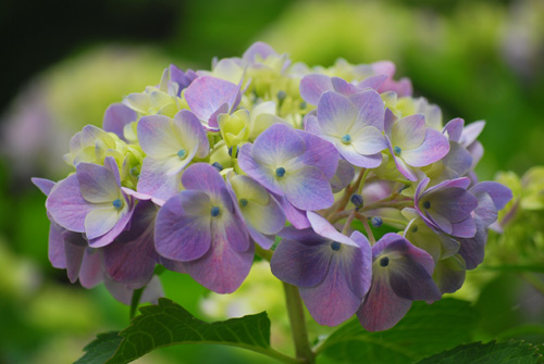 紫陽花