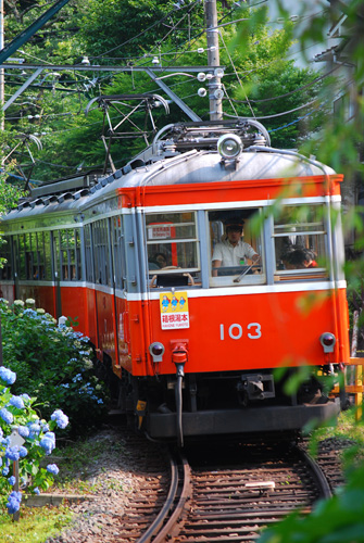 紫陽花電車