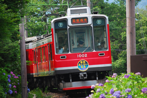 紫陽花電車