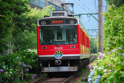 紫陽花電車