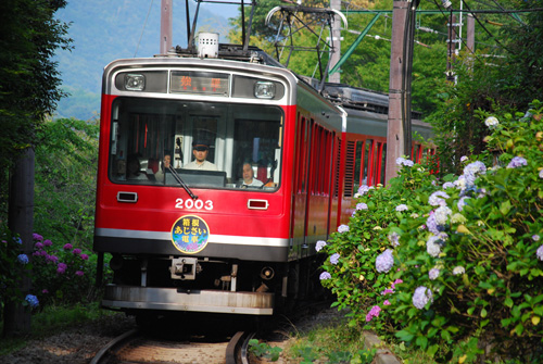 紫陽花電車