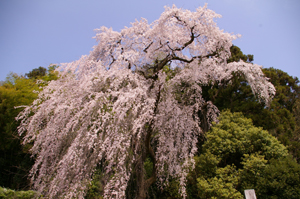 青梅のしだれ桜