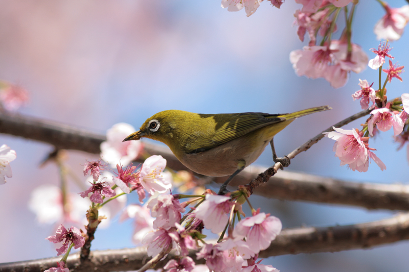 メジロと桜