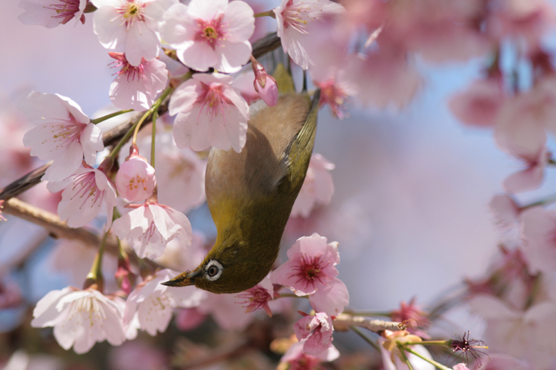 メジロと桜