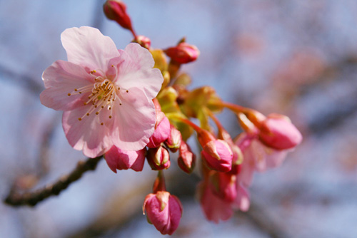 河津桜