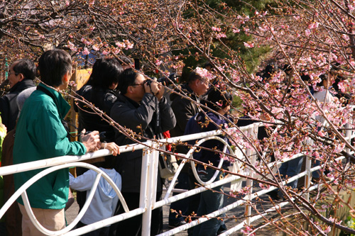 河津桜祭り