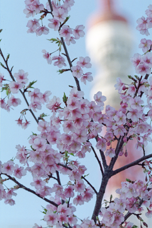 里桜と東京タワー2