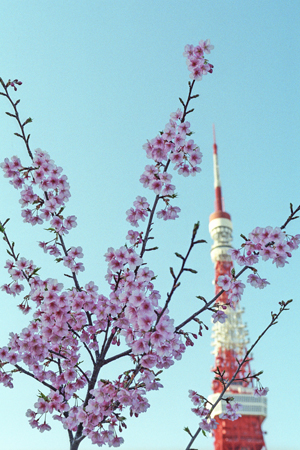 里桜と東京タワー1