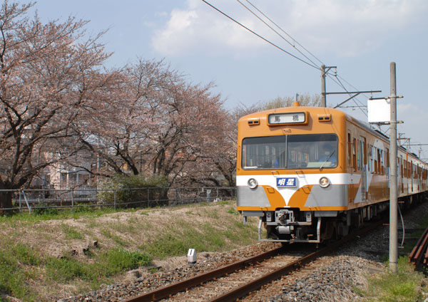 桜並木の脇を走る明星号