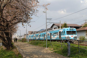 桜並木の下を走る流馬号