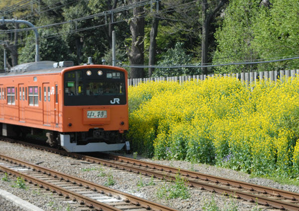 新宿御苑の菜の花の壁