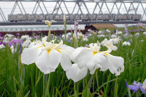 花菖蒲越しに見る3500系