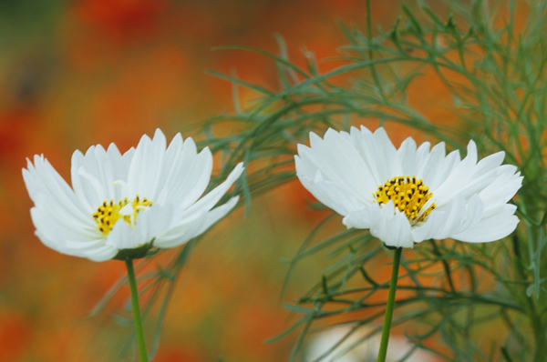 秋桜