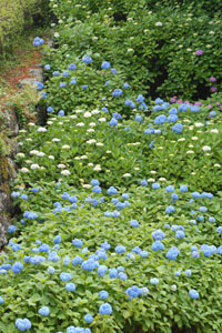 小田原城の石垣に咲く紫陽花