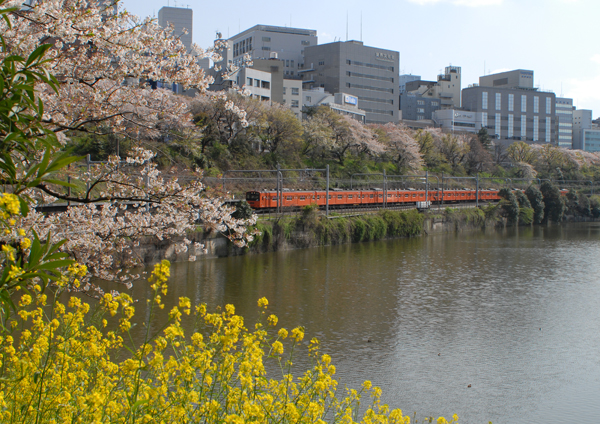 外堀の菜の花と桜越しに見る201系