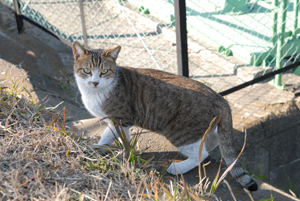 野良猫