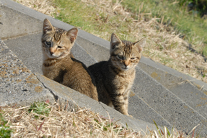 子猫の兄弟