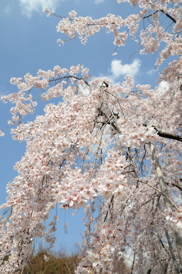 枝垂桜