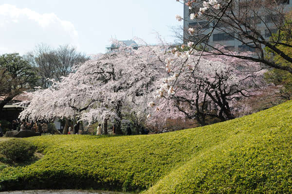 枝垂れ桜のコントラスト