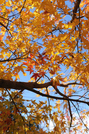 碓氷峠の紅葉（使用レンズ：AF-S ED28-70mmF2.8D 焦点距離：45mm　1/250秒　F8.0　ISO200）