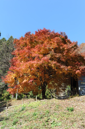 碓氷峠の紅葉