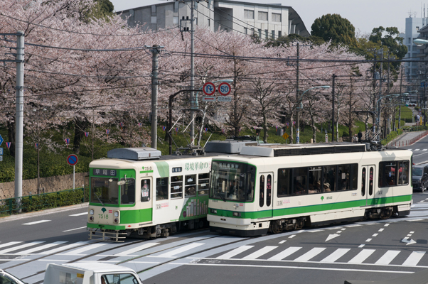 飛鳥山公園の桜 