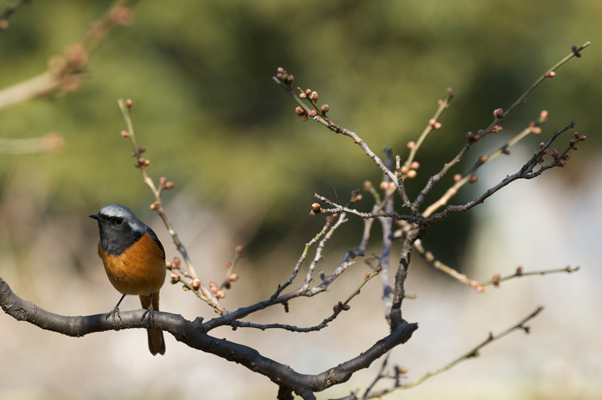 Nikon D700 +AF ED200mmF4D Micro（絞り：F5.6 / シャッター速度：1/640秒 / ISO：200）