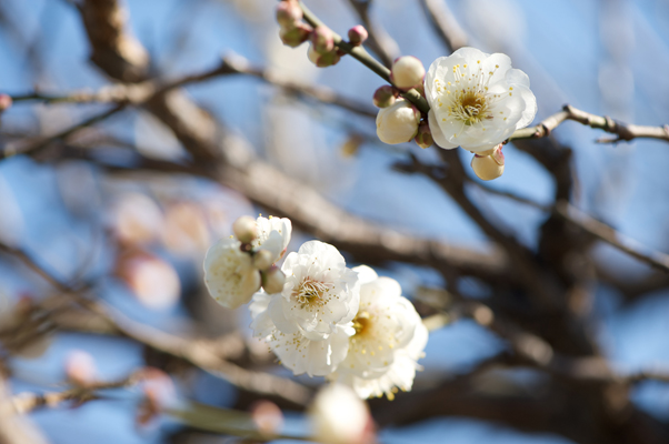 Nikon D700 +AF-S VRED105mmF2.8G Micro（絞り：F5.6 / シャッター速度：1/500秒 / ISO：200）