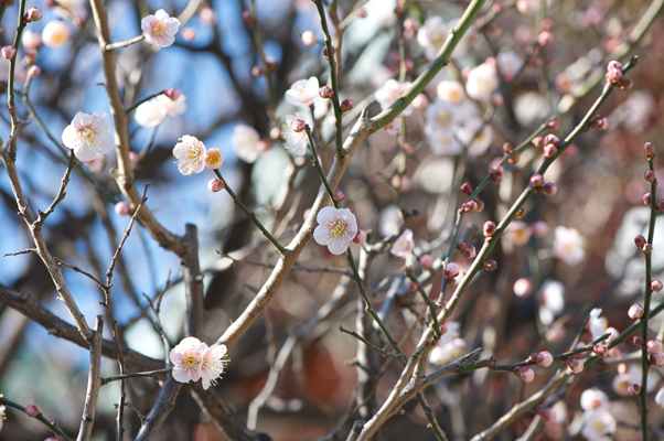 Nikon D700 +AF-S VRED105mmF2.8G Micro（絞り：F5.6 / シャッター速度：1/200秒 / ISO：200）