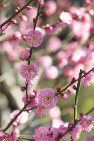 Nikon D700 +AF-S VRED105mmF2.8G Micro（絞り：F8 / シャッター速度：1/250秒 / ISO：200）