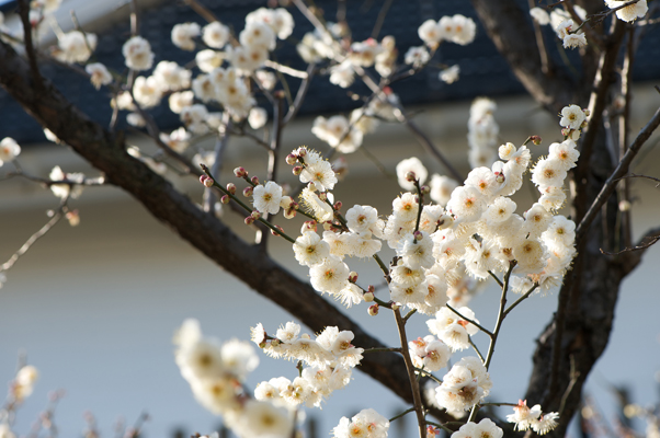 Nikon D700 +AF-S VRED105mmF2.8G Micro（絞り：F8 / シャッター速度：1/250秒 / ISO：200）