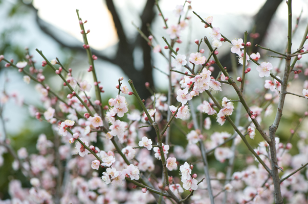 Nikon D700 +AF-S VRED105mmF2.8G Micro（絞り：F5.6 / シャッター速度：1/125秒 / ISO：200）