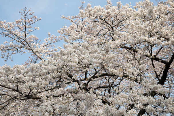 Nikon D3X + AF-S Micro60mmF2.8G ED（シャッター速度：1/60秒　絞り：F11　ISO：100）