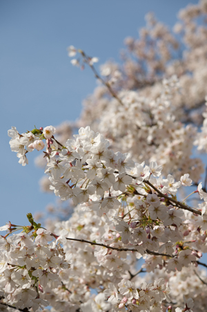 Nikon D3X + AF-S Micro60mmF2.8G ED（シャッター速度：1/500秒　絞り：F5.6　ISO：100）