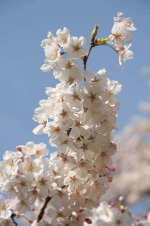 Nikon D3X + AF-S Micro60mmF2.8G ED（シャッター速度：1/500秒　絞り：F5.6　ISO：100）