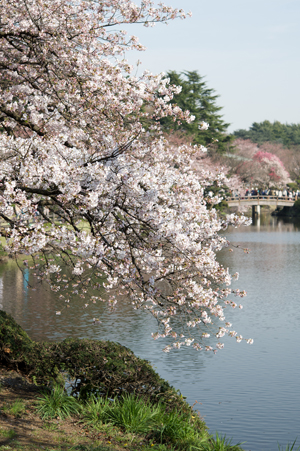 AF-S Micro60mmF2.8G ED（シャッター速度：1/250秒　絞り：F5.6　ISO：100）