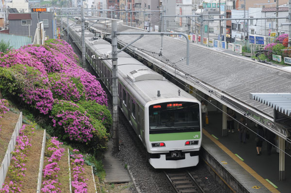 駒込駅舎から見下ろすツツジ