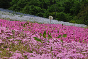 芝桜の中に咲くタンポポの綿毛