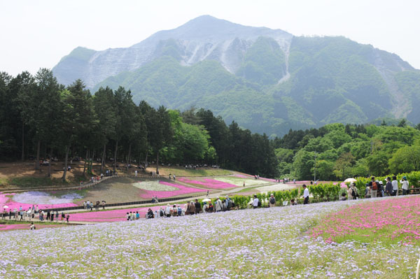 羊山公園の芝桜の丘