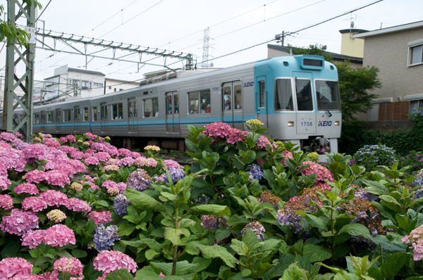 ブルーグリーンの1000系（井の頭公園～三鷹台にて）