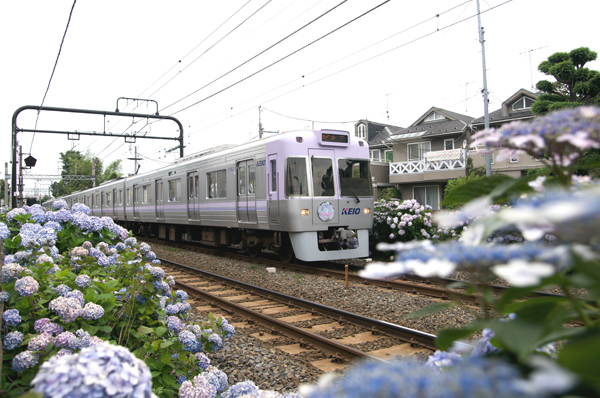 バイオレットの1000系（浜田山～西永福にて） 