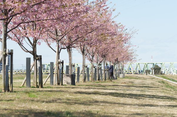 河津桜並木